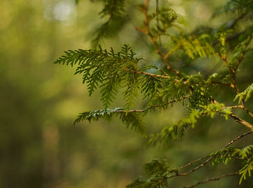 12. It Isn’t Easy Being (Ever) Green_K. Mackowski.jpg