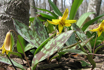 14. Wildflowers TRS.JPG