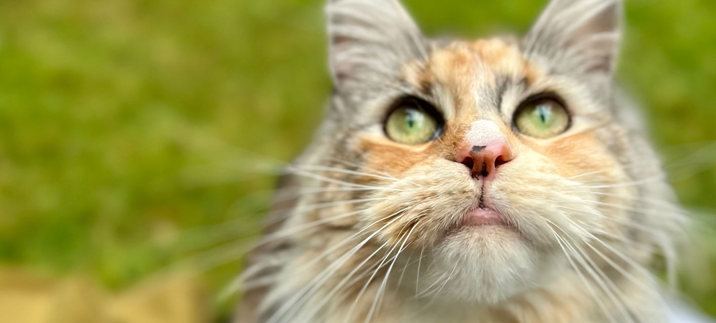 A beautiful dilute Maine Coon cat looking up to the sky.