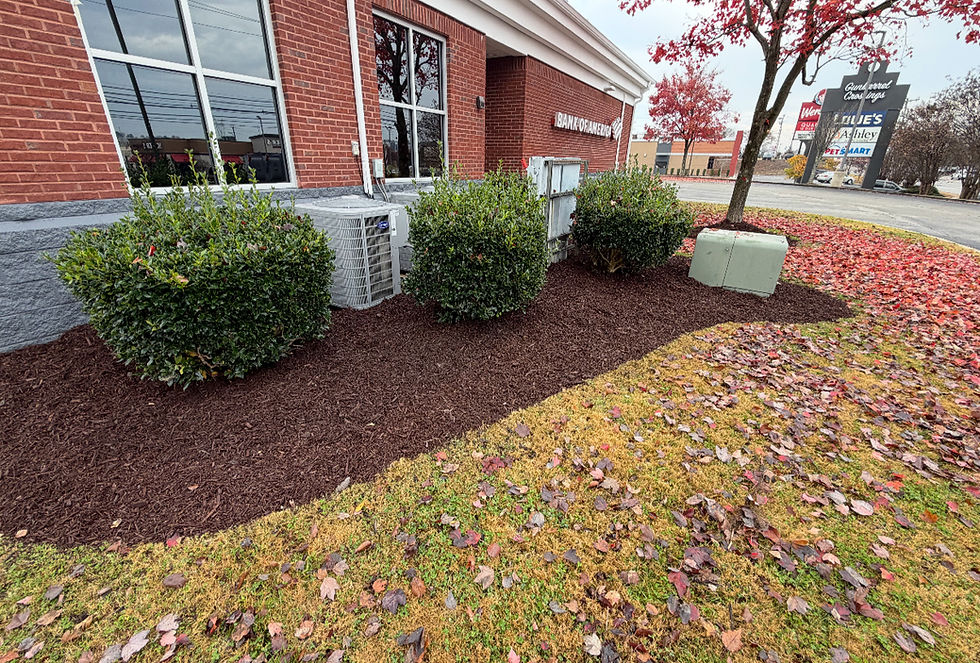 Shrub and Tree Planting