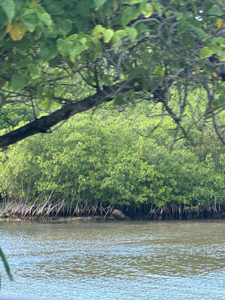 Mangrove de Guadeloupe avec palétuviers aux racines aériennes dans le Grand Cul-de-Sac Marin