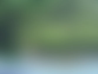 Mangrove de Guadeloupe avec palétuviers aux racines aériennes dans le Grand Cul-de-Sac Marin