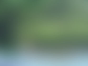 Mangrove de Guadeloupe avec palétuviers aux racines aériennes dans le Grand Cul-de-Sac Marin