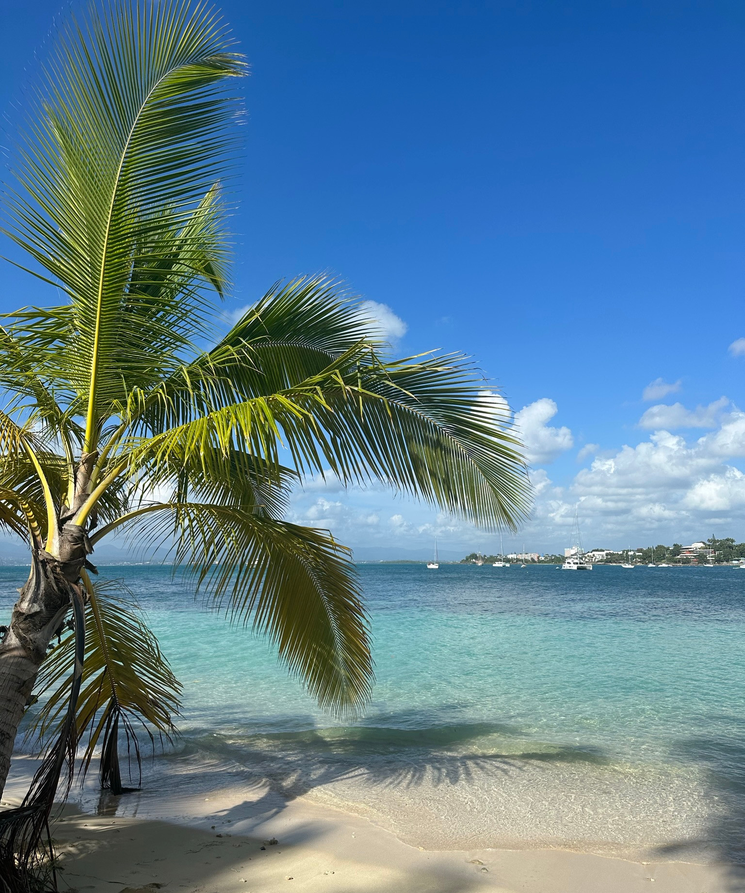 Plage de l'îlet du Gosier en Guadeloupe avec cocotier, sable fin blanc et eau turquoise