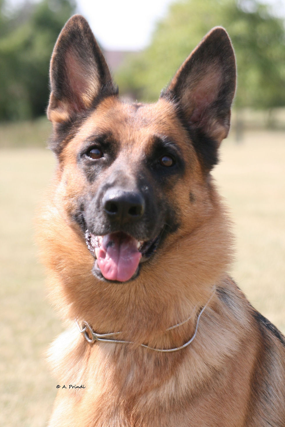 Zoey head shot