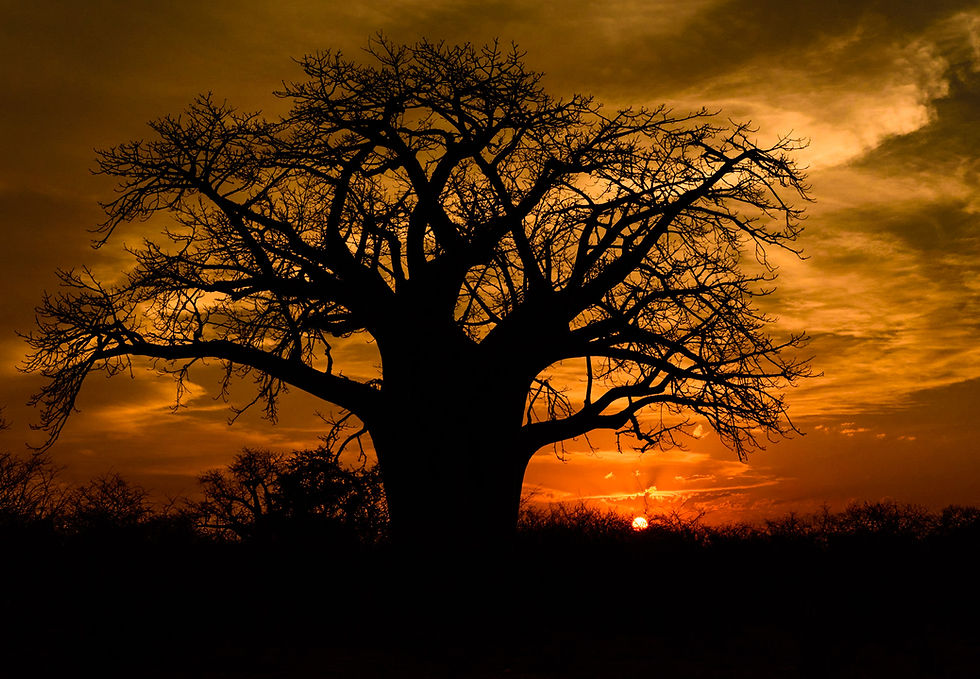 evelyn-landscape-baobab-silhouette.jpg.jpg