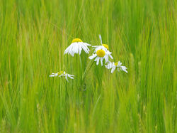 Digital - In the Barley by Norman Mackenzie