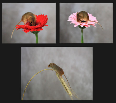 Mice by Gordon Law