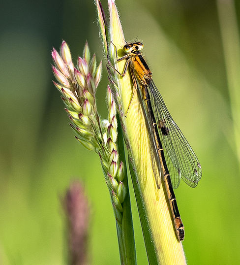 Common Blue Female Damselfly by Tim Caselton