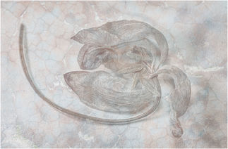 Soft Tulip by Anne May