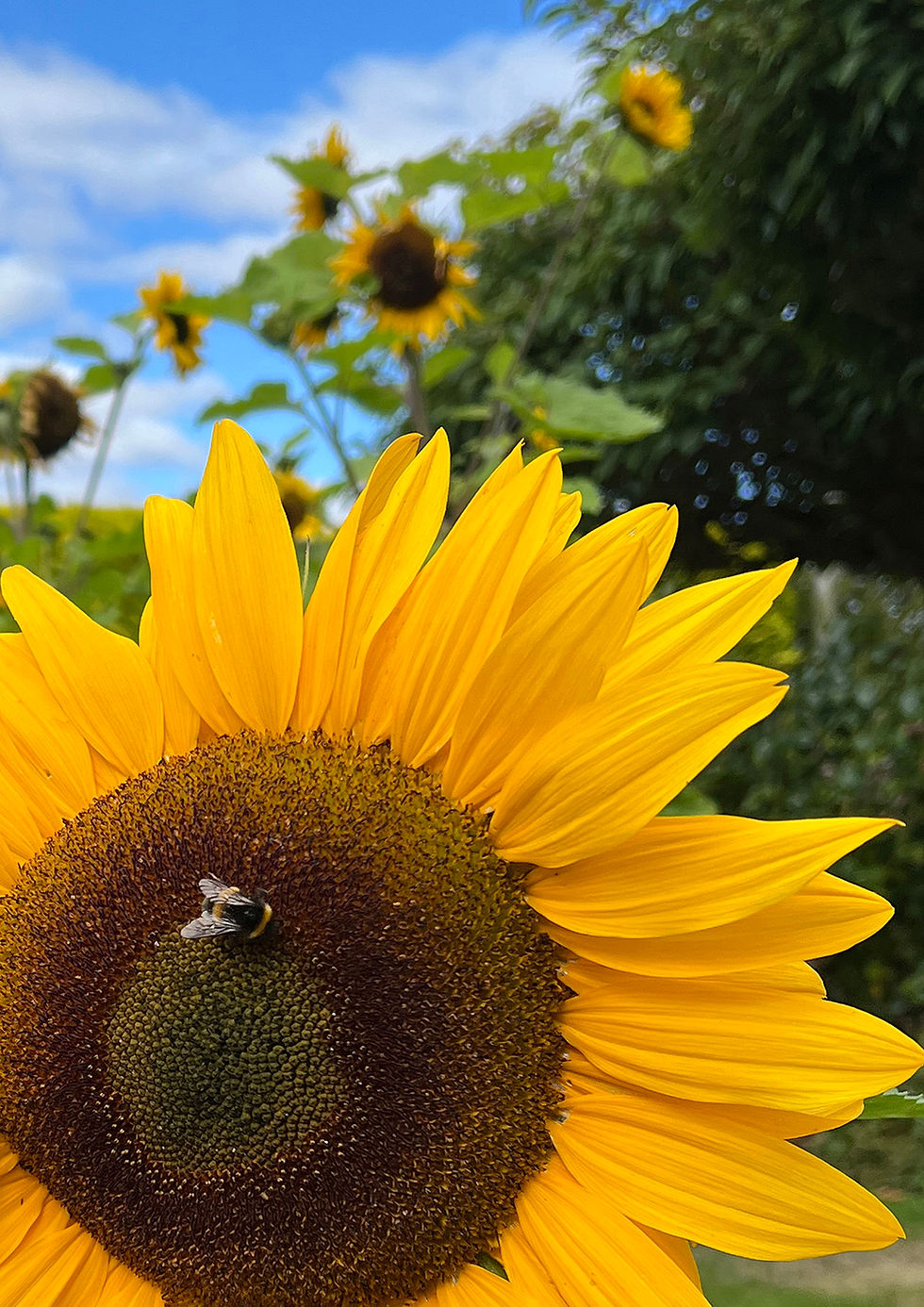 3rd equal in Division 2 was 'Busy Bee' by Jean Wigglesworth