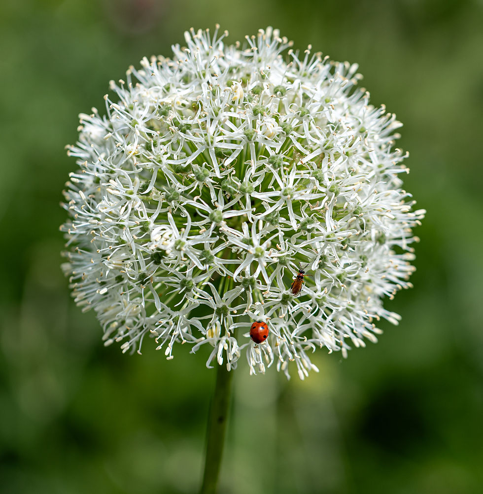 In the walled garden, Dunninald