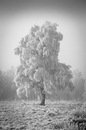 Mono Print of the Year - Third Place - Freezing Fog by Lynn Stout