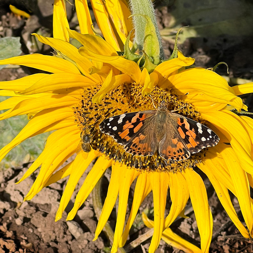 Butterfly on Sunflower by Jean Wigglesworth