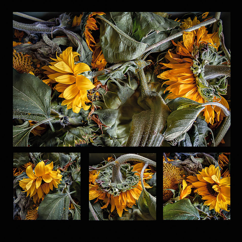 Winner of the Mini Panel/Quadriptych was 'End of Summer' by Anne May.