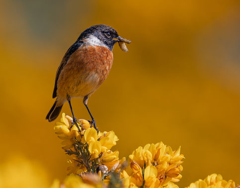 Stonechat in the Gorse by Anne May