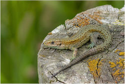 Ben Freeman - Zootoca Vivipara