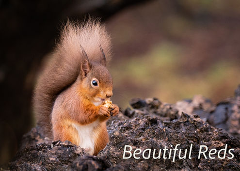 Main Project Winner - Beautiful Reds by Jock Elliott