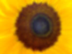 Sunflower by Irene Cooper