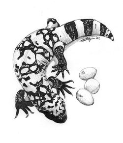 Gila Monster