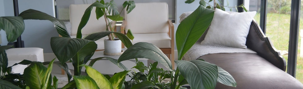 Viking Designs modern furniture pieces in a stylish showcase room with a planter box, lounger, and chairs.