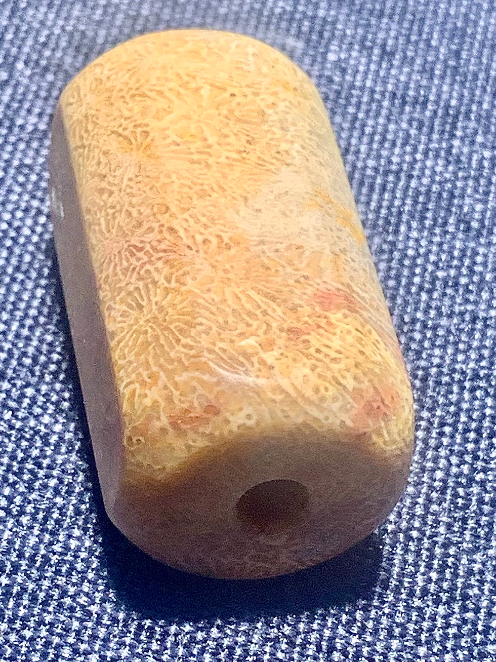 Thumbnail: Fossilized Coral 