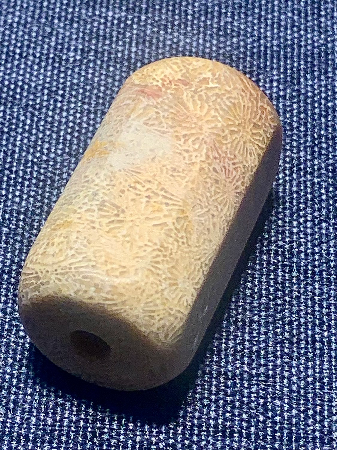 Fossilized Coral 