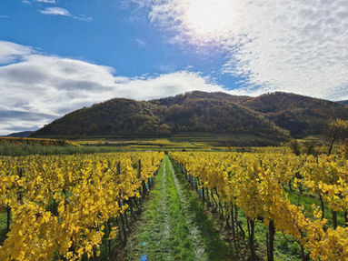 WhatsApp Image 2020-12-09 at 12.14_edited.jpg