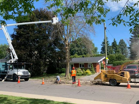 Émondage, élagage, abattage ou dessouchage : quel service d’arboriculture choisir?
