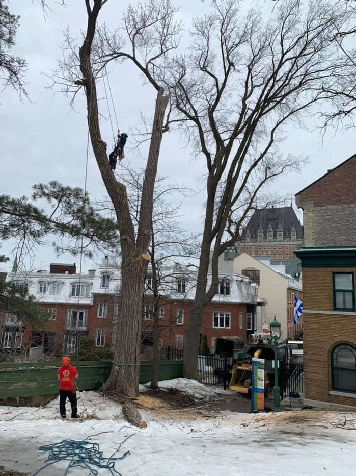 "Découvrez les services d'Abattage Larivee pour vos arbres, de la solidité à la beauté. Experts en arboriculture à Longueuil, Rive-Sud, Brossard et environs, nous renforçons les arbres fragiles grâce au haubanage, éliminons les souches disgracieuses, préservons la vitalité par l'émondage, et assurons un élagage expert. Faites confiance à Abattage Larivee pour tous vos besoins en arboriculture."