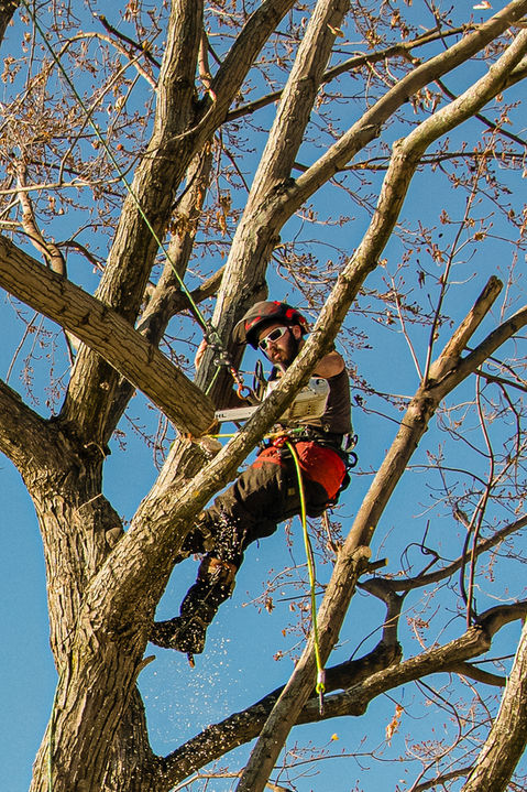 Éllageur dans un arbre