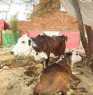 Two cows—one standing with a chain around its neck, the other lying down—rest under a tree and makeshift canopy in a dirt lot beside a red brick wall with green informational posters.