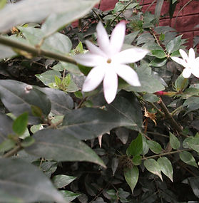 White star-shaped jasmine flowers blooming amid green leaves near a brick wall.