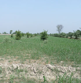A wide agricultural field under a clear blue sky, featuring rows of young green crops growing in dry, cracked soil. Small trees and shrubs are scattered throughout the field, with a line of palm trees visible along the right edge. In the distance, a low embankment runs horizontally across the horizon.