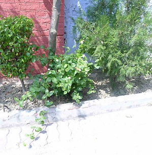A small garden plot features a variety of green shrubs, including a jasmine plant with white flowers, set against a red brick wall and a concrete curb.