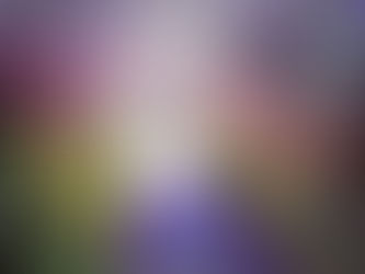 The blossoms are blooming!