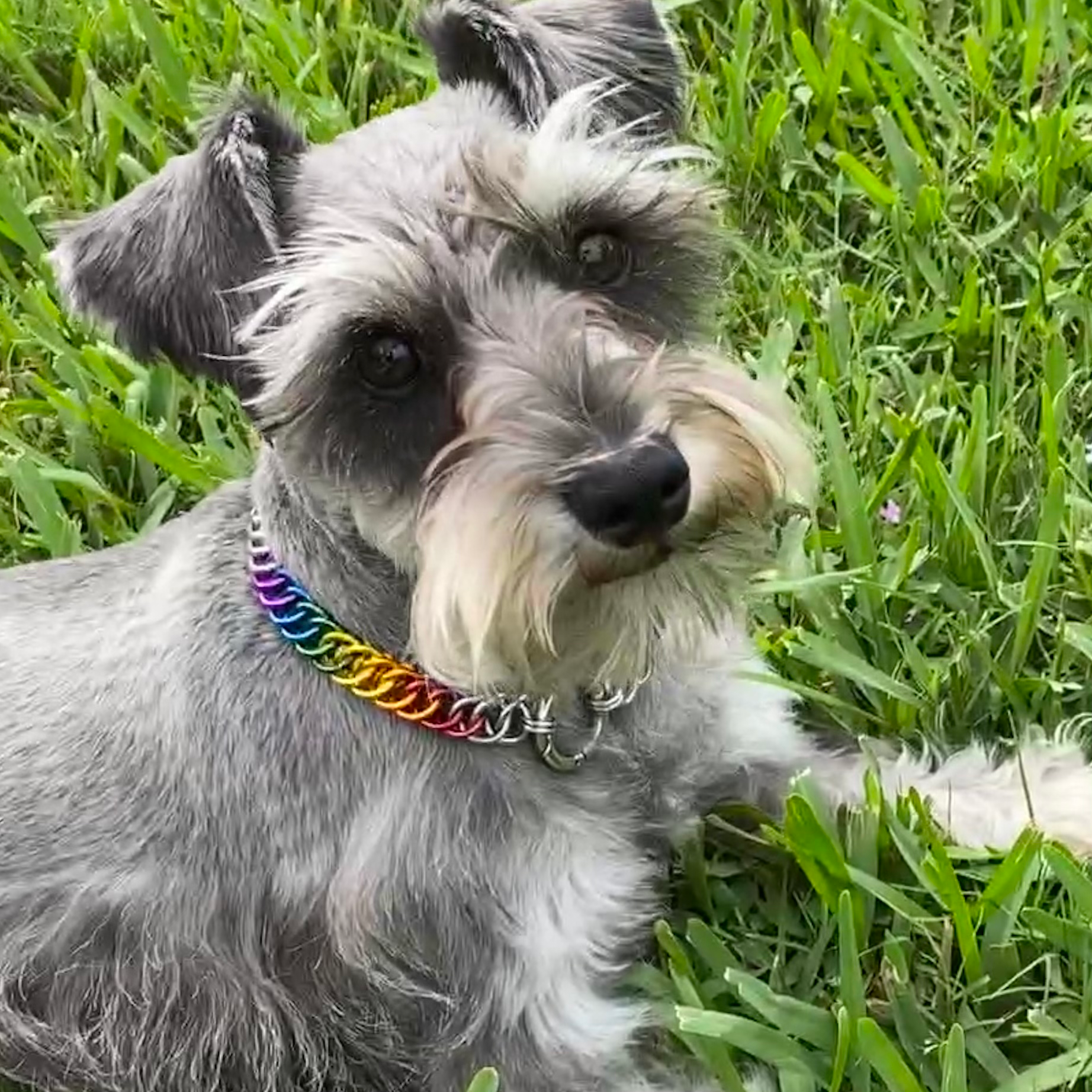 Medium Pride Dog Collar 14g