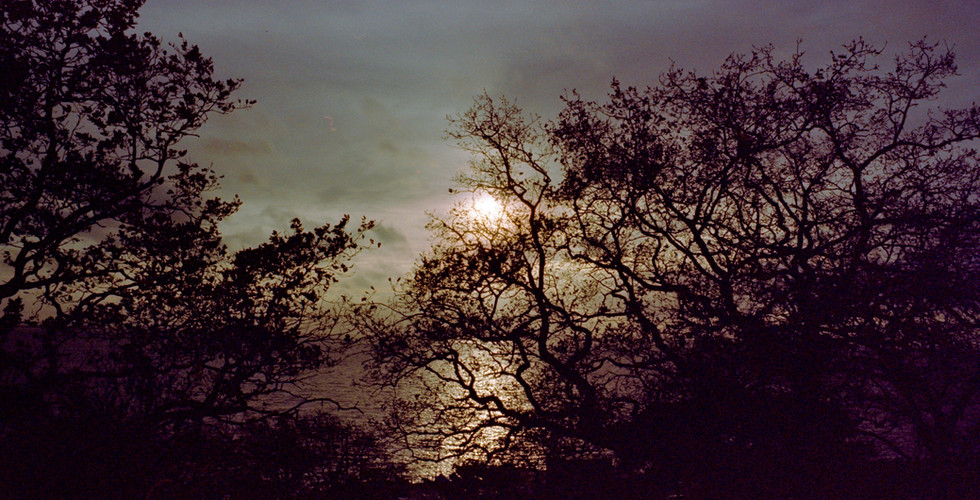 The sun through some trees.