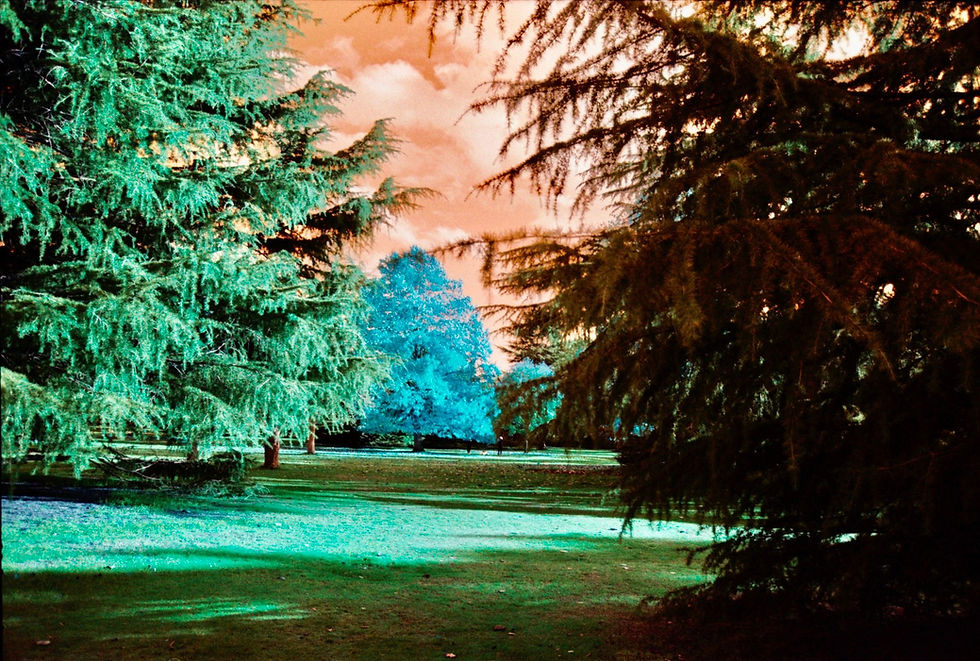 Colour changing film photo of a tree in a park