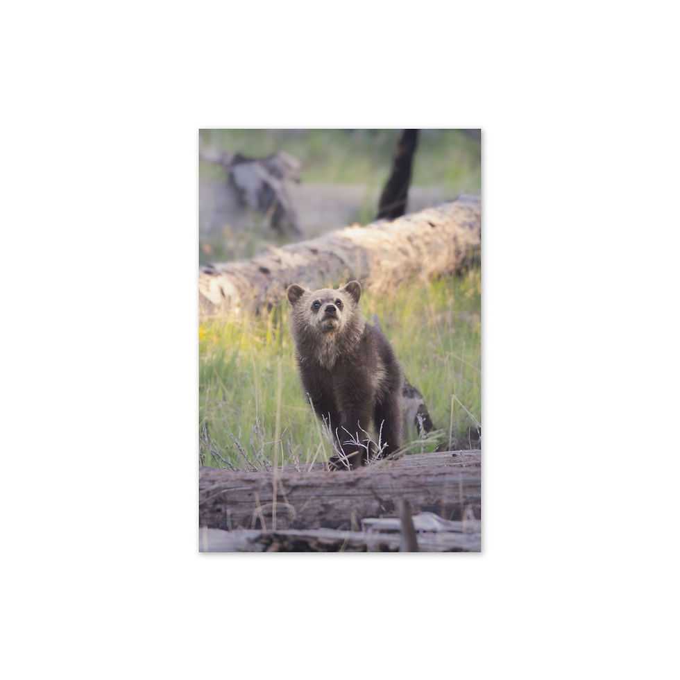 Thumbnail: “Baby Animals of Yellowstone” Fine Art Greeting Card Set (10-Pack)