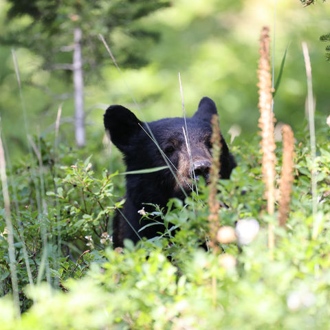 Black bear in the grass