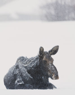 Moose in the snow