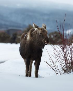 adolescent moose in the snow