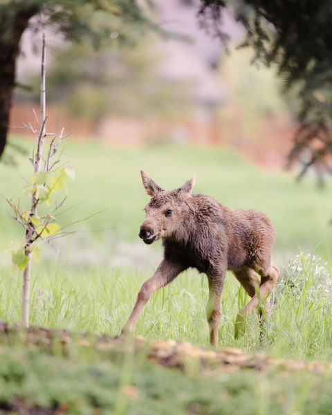 Moose calf walking