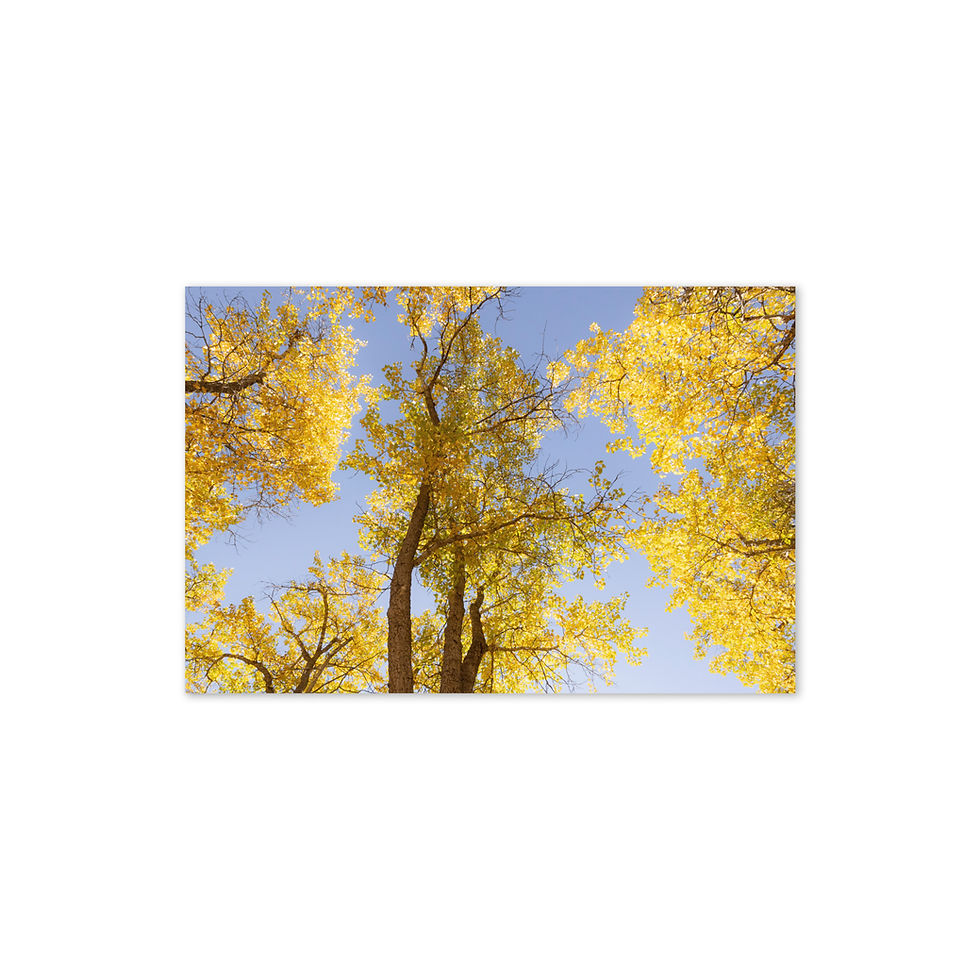 Thumbnail: "Wild Landscapes" Fine Art Greeting Card Set (10-Pack)