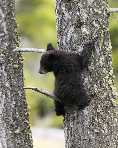 Black bear cub in a tree
