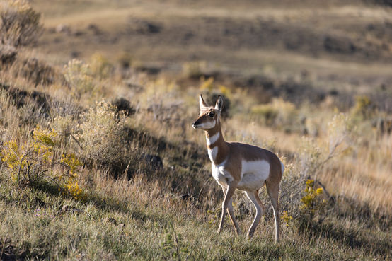 female pronghorn