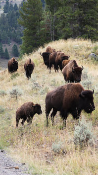 Bison herd