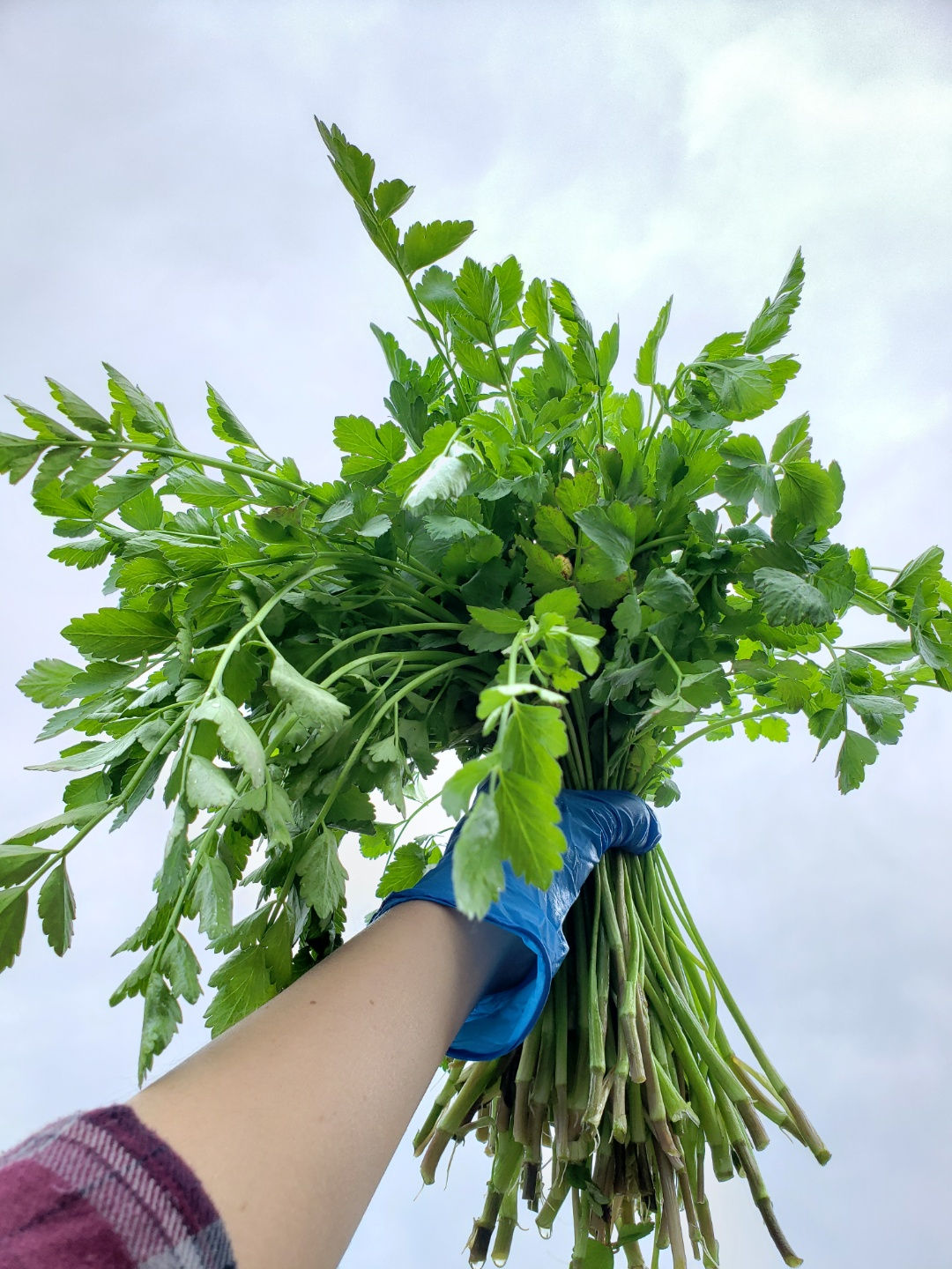 미나리 (Water Parsley)