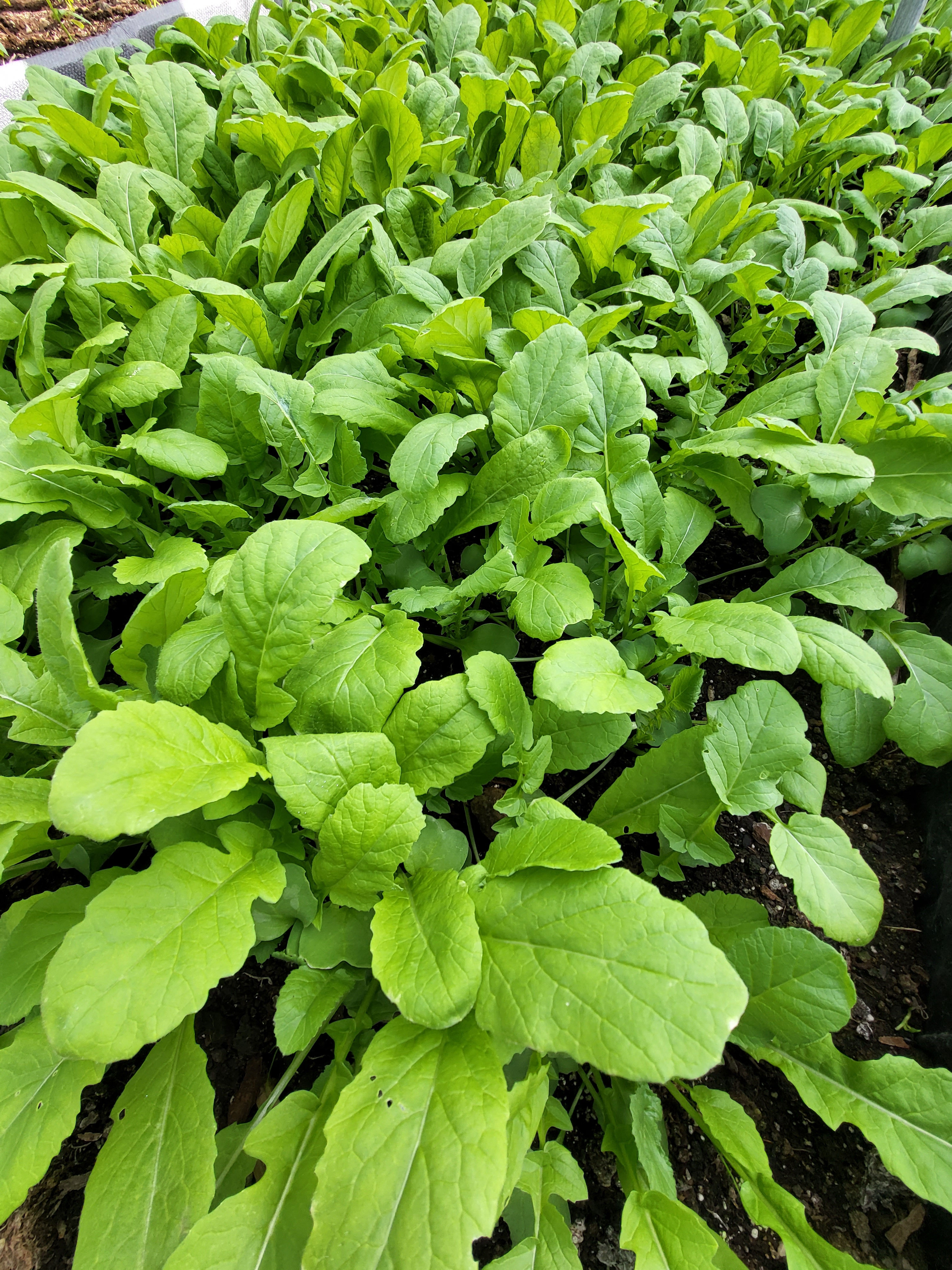 열무 (Young radish)